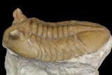 Asaphus Kotlukovi Trilobite Fossil - Russia #165445-4